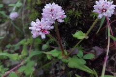 Persicaria runcinata